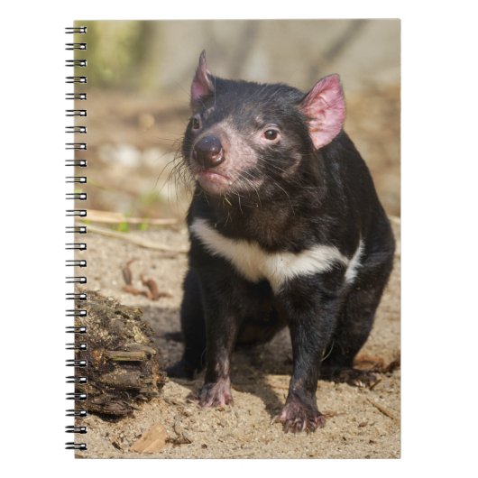 Desert Light – Tasmanian Devil Notitieboek (Voorkant)
