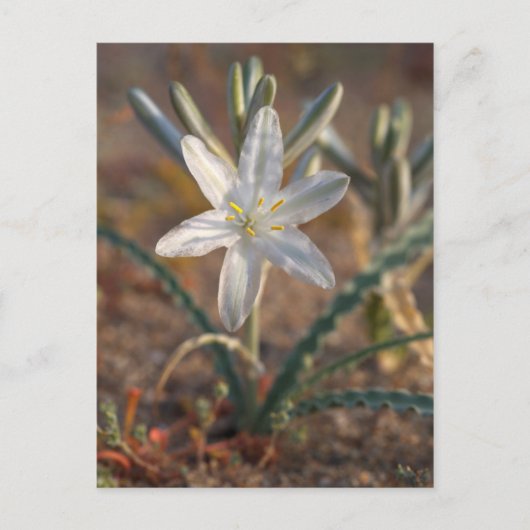 Desert Lily Wildbloblobloemen Briefkaart (Voorkant)