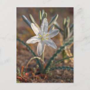 Desert Lily Wildbloblobloemen Briefkaart