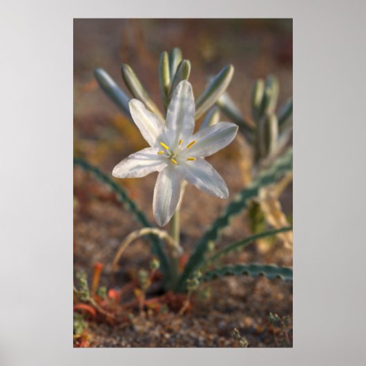 Desert Lily Wildbloblobloemen Poster (Voorkant)