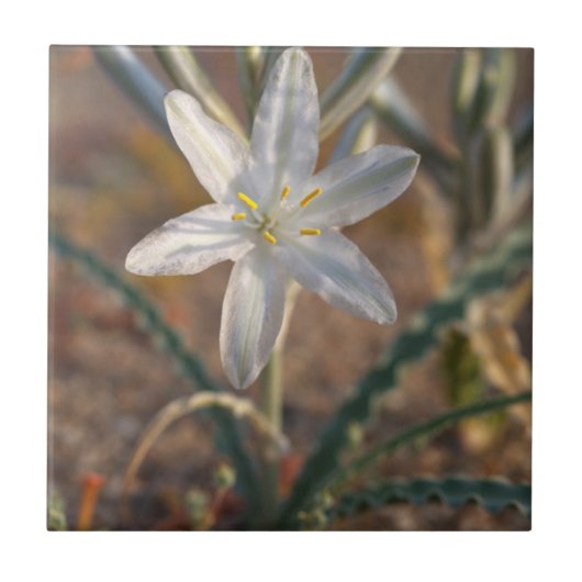 Desert Lily Wildbloblobloemen Tegeltje (Voorkant)