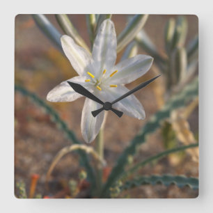 Desert Lily Wildbloblobloemen Vierkante Klok