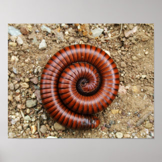 Desert Millipede Poster