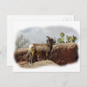 Desert Mountain Sheep Briefkaart (Voorkant / Achterkant)