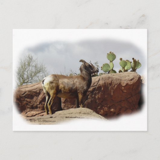 Desert Mountain Sheep Briefkaart (Voorkant)