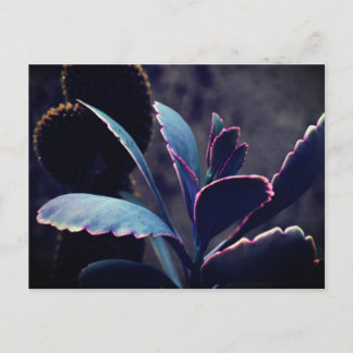 Desert Plants Briefkaart