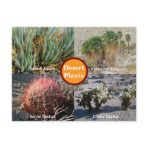 Desert Plants Postcard