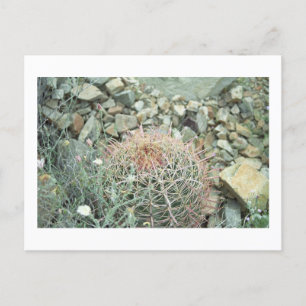 Desert Poetry Cactus Arizona Foto Briefkaart