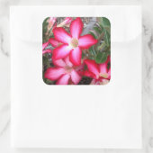 Desert Roos stickers (Tas)