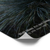 Desert Southwest Sotol Planten Schilderachtig Afbe Poster (Hoek)