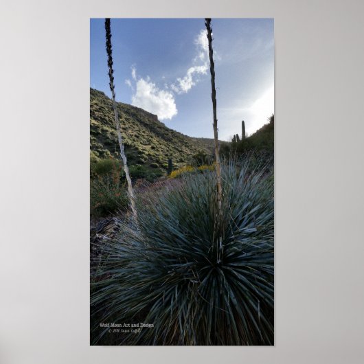 Desert Southwest Sotol Planten Schilderachtig Afbe Poster (Voorkant)