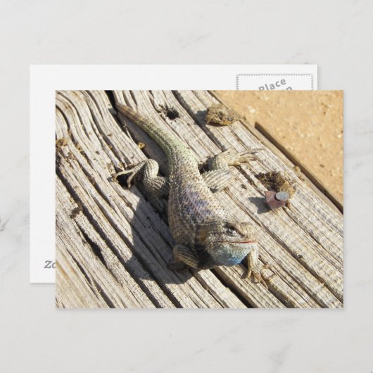 Desert Spiny Lizard Briefkaart (Voorkant / Achterkant)