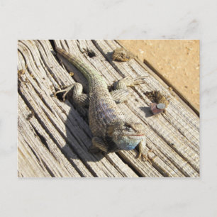 Desert Spiny Lizard Briefkaart