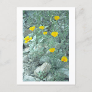 Desert Spring Sonoran Arizona Foto Briefkaart