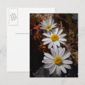 Desert Star Wildbloemen Briefkaart (Voorkant / Achterkant)