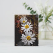 Desert Star Wildbloemen Briefkaart (Staand voorkant)