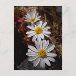 Desert Star Wildbloemen Briefkaart
