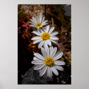 Desert Star Wildbloemen Poster
