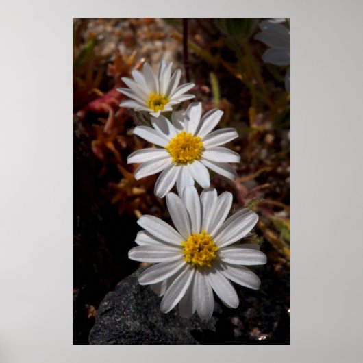 Desert Star Wildbloemen Poster (Voorkant)