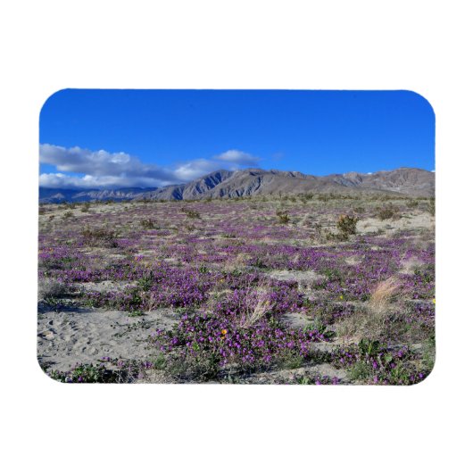 Desert Super Bloom 2019 Borrego Springs CA Magneet (Horizontaal)