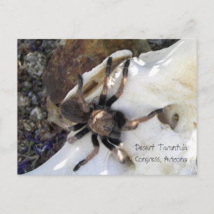 Desert Tarantula Briefkaart