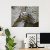 Desert Tortoise Close-up Poster (Thuiskantoor)
