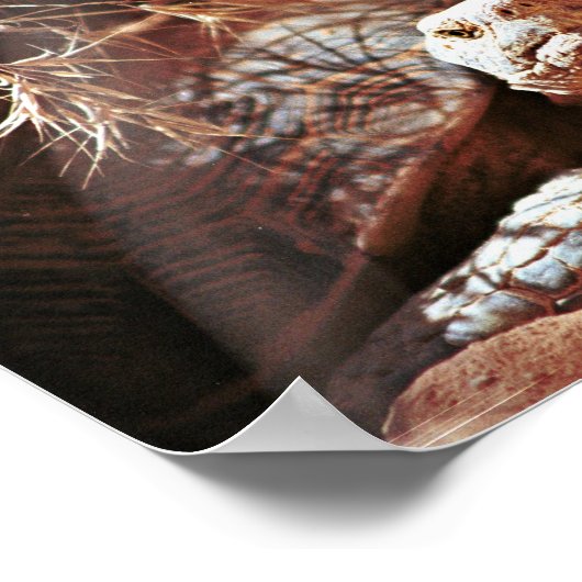 Desert Tortoise Poster (Hoek)