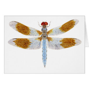 Desert Whitetail Dragonfly