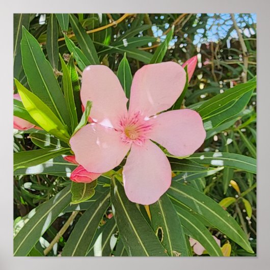 Desert Willow Flower Foto Poster (Voorkant)