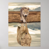 Desert Wolf Pup Water Reflection Poster (Voorkant)