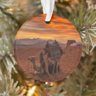 Deserts   Bactrian Camel Egypt Sand Dune