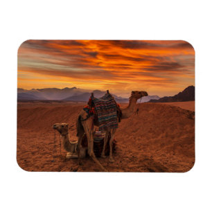 Deserts   Bactrian Camel Egypt Sand Dune Magneet