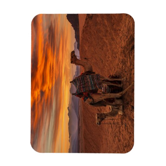 Deserts | Bactrian Camel Egypt Sand Dune Magneet (Verticaal)