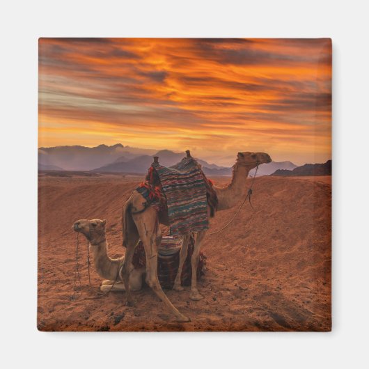Deserts | Bactrian Camel Egypt Sand Dune Magneet (Voorkant)