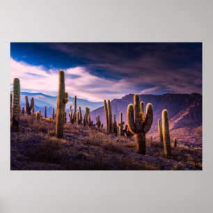 Deserts   Cactus Landscape Argentina Poster