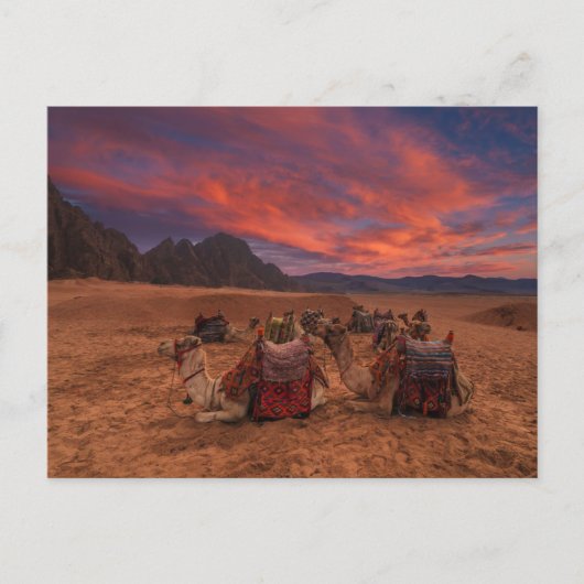 Deserts | Camels Sinai Mountains Egypt Briefkaart (Voorkant)