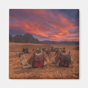 Deserts   Camels Sinai Mountains Egypt Magneet