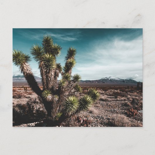 Deserts | Cholla Cactus Briefkaart (Voorkant)