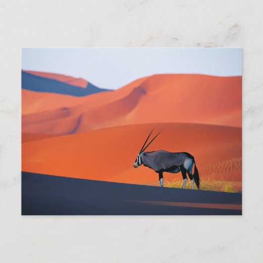 Deserts | Namib Desert Oryx Briefkaart (Voorkant)