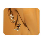 Deserts | Tuareg Walk with Camels Magneet (Horizontaal)