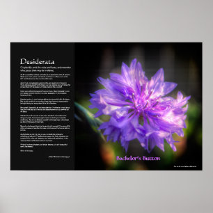 Desiderata - Bachelor's Button Cornflower Poster