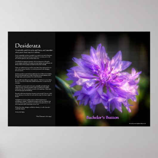 Desiderata - Bachelor's Button Cornflower Poster (Voorkant)