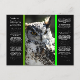 DESIDERATA Great Horn Owl Briefkaart 2