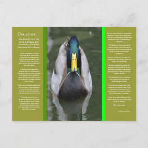 DESIDERATA Looking Duck Briefkaart