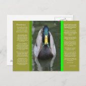 DESIDERATA Looking Duck Briefkaart (Voorkant / Achterkant)