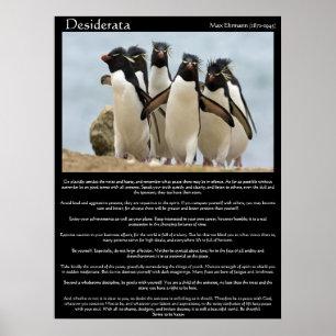 Desiderata Penguins Walkende Posters