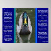 DESIDERATA Recherche Poster Canard (Devant)