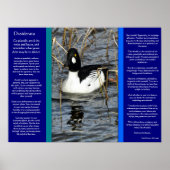 DESIDERATA Regard Canards Posters 2 (Devant)