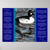 DESIDERATA Zoekend Duck-Posters Poster (Voorkant)