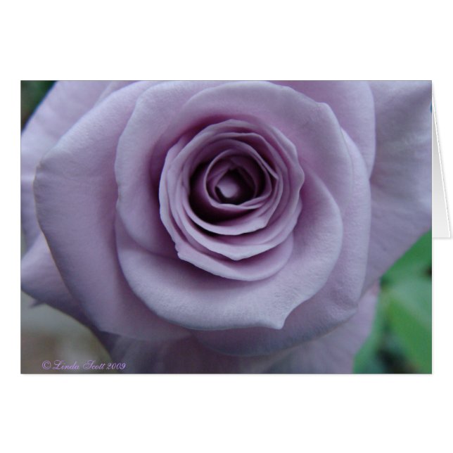 Design de carte rose d'argent sterling (Devant horizontal)